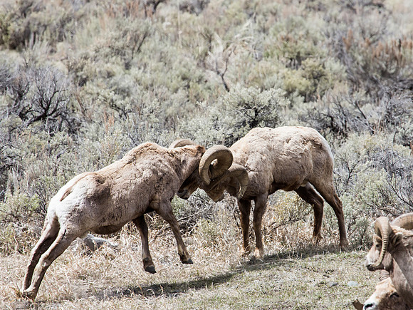 Bighorn sheep rams fighting for practice