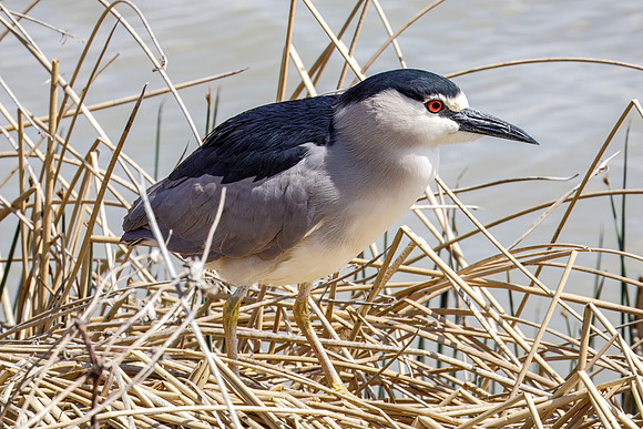 Black-crowned Night Heron - Bear River Migratory Bird Refuge - 2023