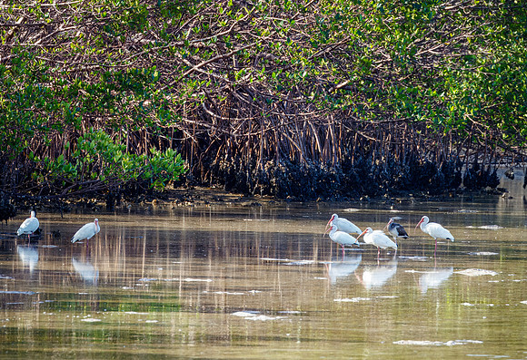 White Ibis - Tampa Power Plant, FL - 2025