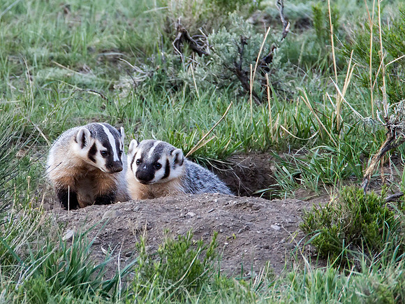 Badger kits coming out after afternoon nap in Lamar Valley