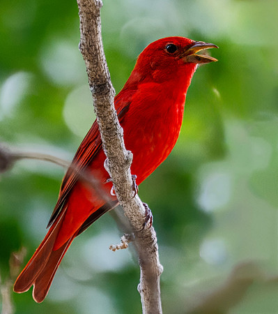 Summer Tanager - Big Bend NP - 2015