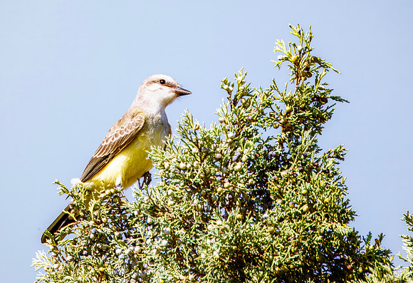 Western Kingbird - Hell's Half Acre, ID - 2024