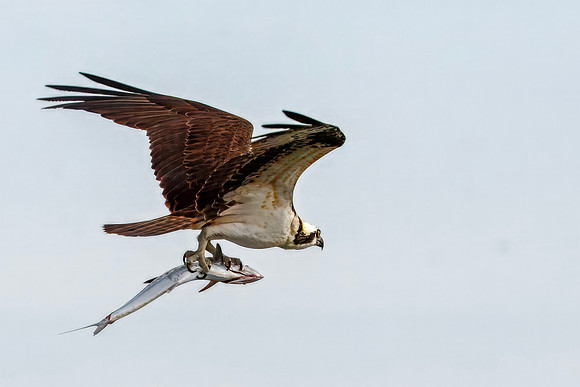 Osprey packing lunch - Sanibel Island Causeway