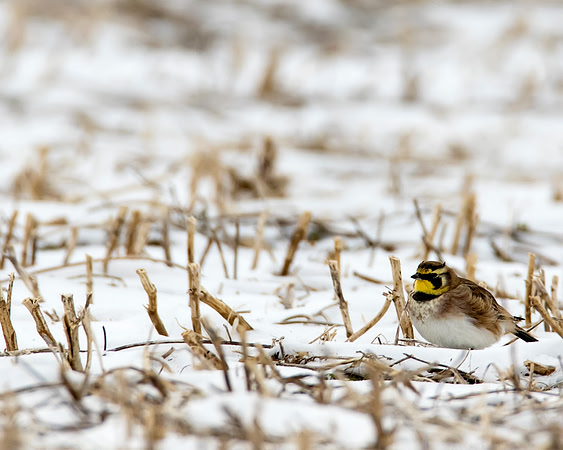 Horned Lark