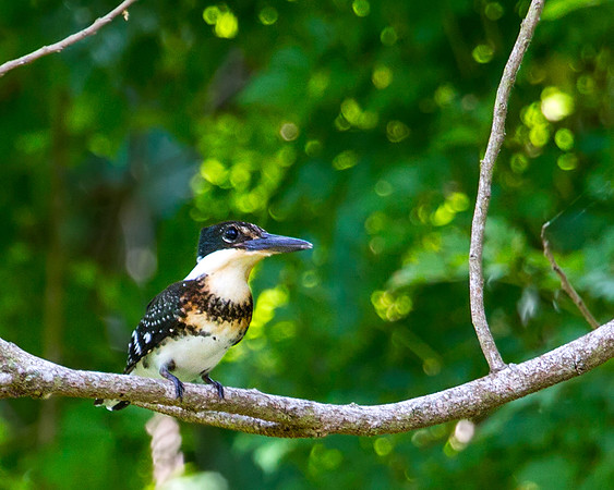 Green Kingfisher