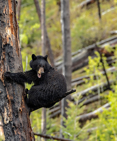 Mama Bear talking with boar bear that wants to kill mama baby which is on the top of the tree.
