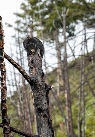 Cub on top of tree praying mom keeps the boar away from it.