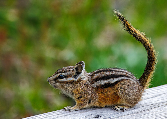 Least Chipmunk on Old Faithful boardwalk - UGB - 2023