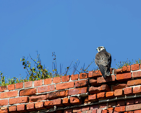 Peregrine Falcon setting on the edge of Fort Jefferson in the Dry Tortugas NP