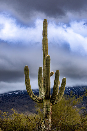 7-arm Giant Saguaro in Arizona