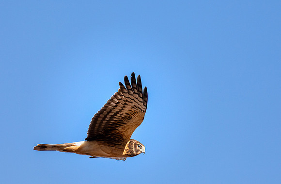 Northern Harrier, female - Whitewater Draw, AZ