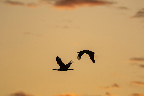 Sandhill Cranes at sunset over Bosque del Apache NWR.