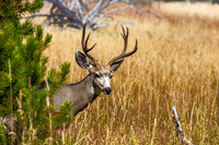 Mule Deer