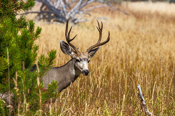 Peekaboo mule deer bull  - 2015