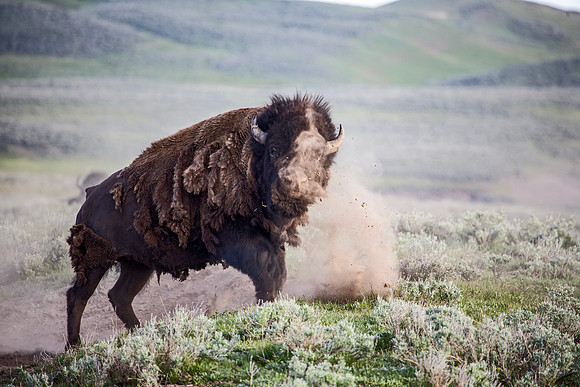 Frustrated Bison - Hayden Valley - 2007