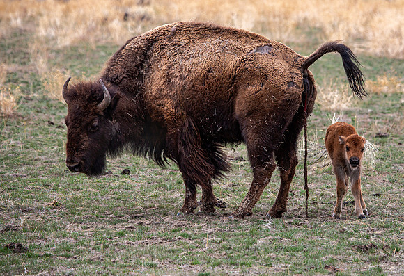 New life - Near North Gate - 2013