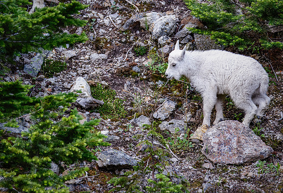 Mountain Goat Kid - Golden Gate Yellowstone - 2019