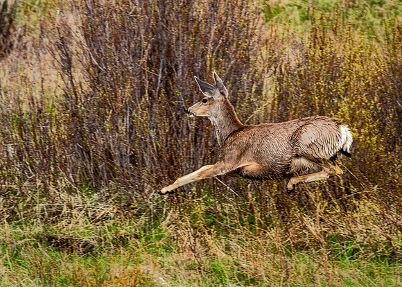 Mule deer on the move - Lamar Valley Yellowstone National Park