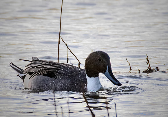 Northern Pintail - Bosque del Apache NWR