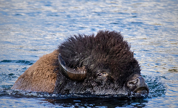 Crossing Yellowstone River - Yellowstone National park