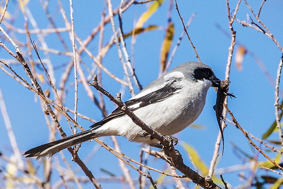 Loggerhead Shrike with a big lunch - Whitewater Draw, AZ