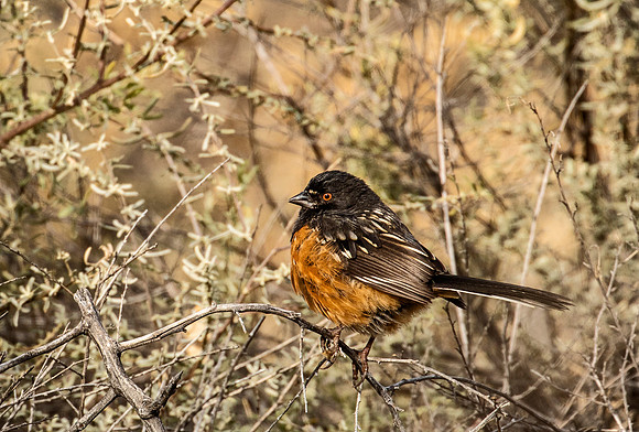 Spotted Towhee - Bosque del Apache NWR