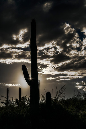Giant Saguaro with star burst - Saguaro National Park