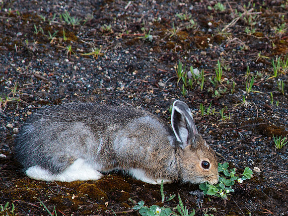 Snowshoe hare tasting spring buds