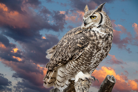 Great Horned Owl - Arizona - Sonora Desert Museum