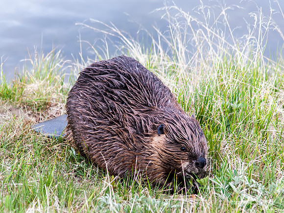 Beaver by the Yellowstone River