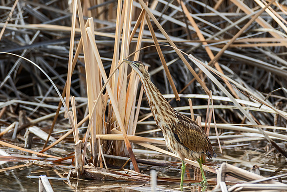 American Bittern - 2019 Bosque del Apache NWR