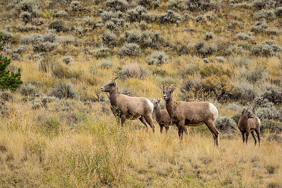 Bighorn ewes with older lambs - Yellowstone National Park
