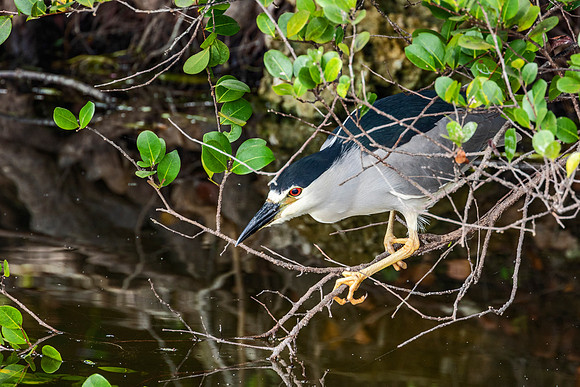 Black-crowned Night Heron - Anhinga Trail, Everglades National Park 2017
