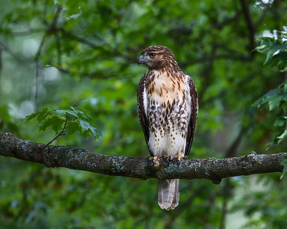 Red-tailed Hawk visiting our backyard