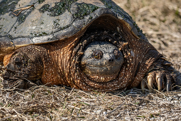Grouchy old snapping turtle - Magee Marsh