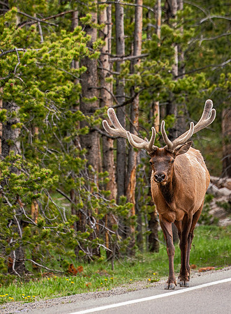 Bull Elk out for a walk - Yellowstone - 2016