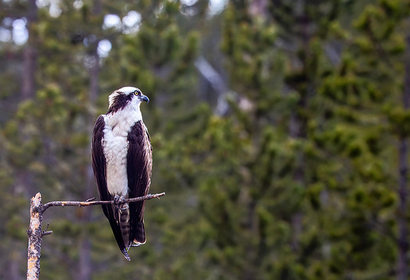 Osprey taking a break along the Firehole River - 2015