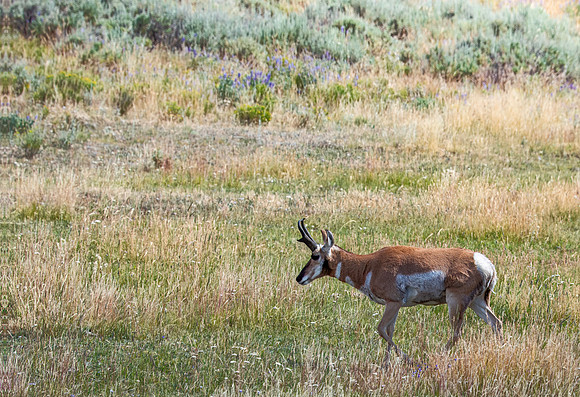 A buck Pronghorn - Lamar Valley - 2015
