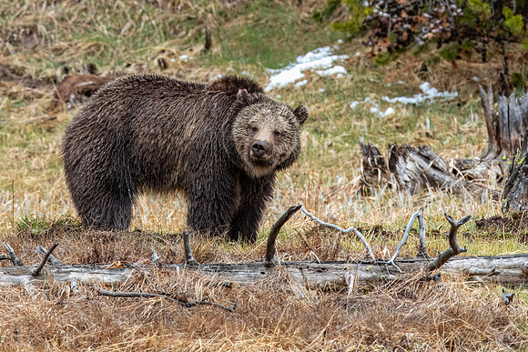What are you looking at grizzly - Yellowstone - 2015