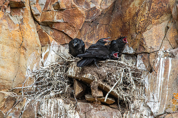 Raven Nest - Golden Gate bridge - 2015