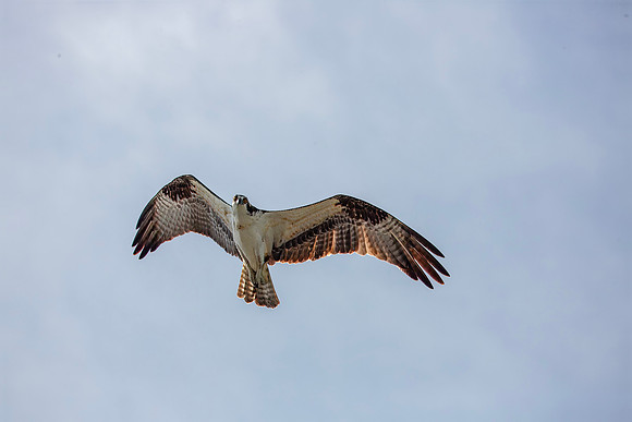 Osprey in flight - Everglades NP - 2022