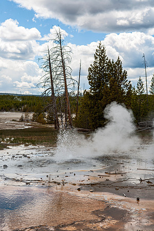 Minute Geyser - Norris Geyser Basin - 2007