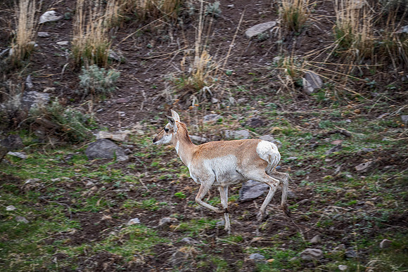 Pronghorn doe out for a little run - Lamar Valley - 2015
