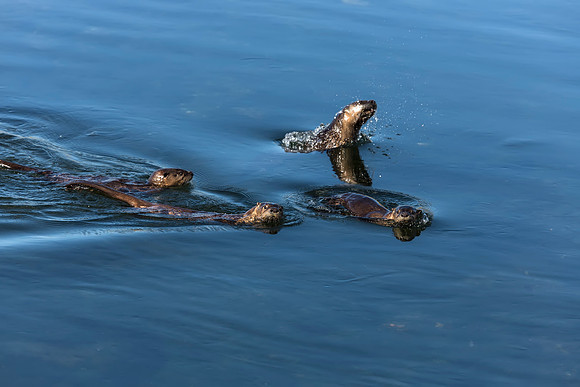 River Otter family eating and play in Yellowstone River