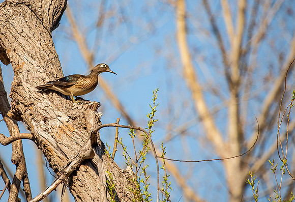 Female Wood Duck - MaGee Marsh - 2014