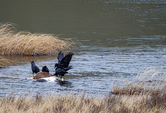 Ravens on winter kill - Blacktail Ponds Yellowstone - 2012