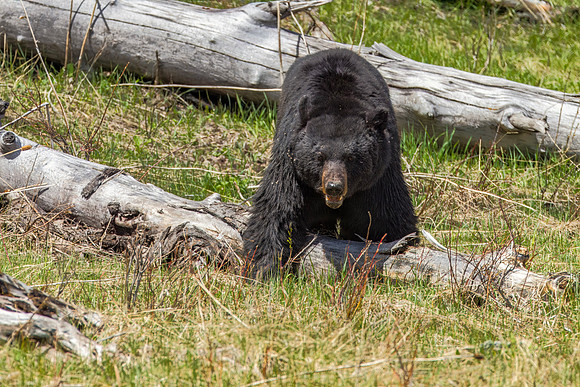 Black Bear near Mammoth Hot Springs, Yellowstone - 2012