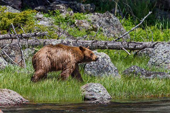 Black Bear along Firehole River - Yellowstone - 2012