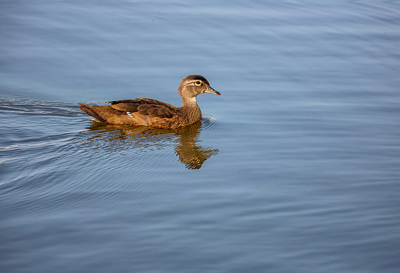 Female Wood Duck - Carriage Hill MetroPark - 2014