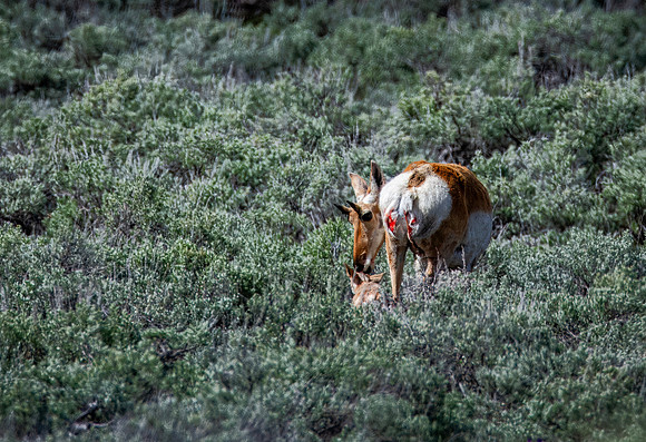 Newborn pronghorn in Larmar Valley, Yellowstone - 2011
